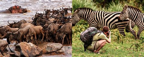 Serengeti Wilds Review 2024
